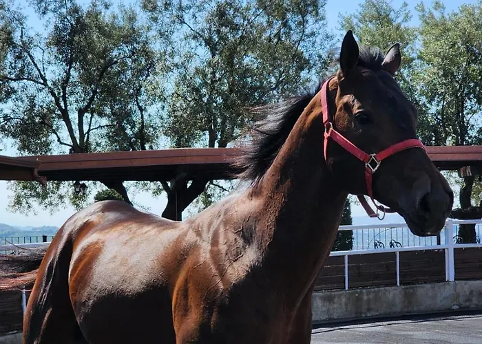 Agroturizem Kodra E Kuajve Škalngur