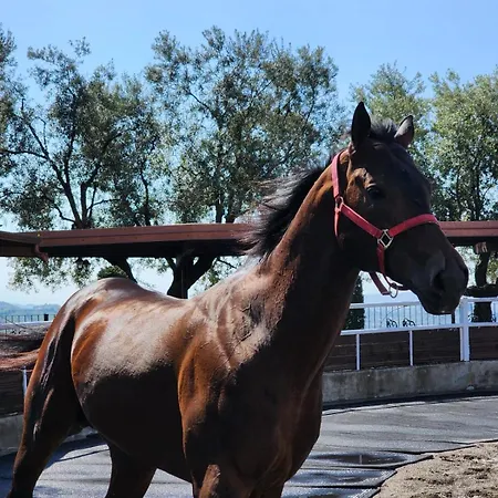 Agroturizem Kodra E Kuajve Shkallnur